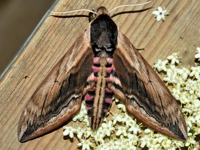 Sphinx ligustri