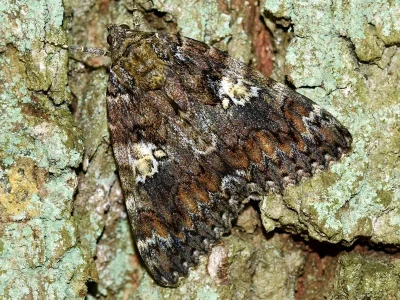 Catocala sponsa