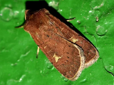 Xestia (Xestia) xanthographa
