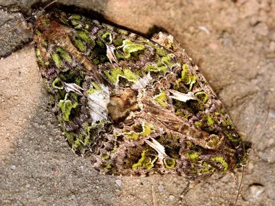 Trachea atriplicis