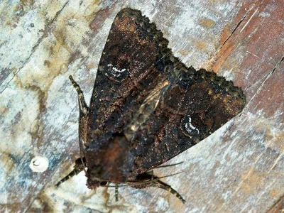 Mesapamea secalis
