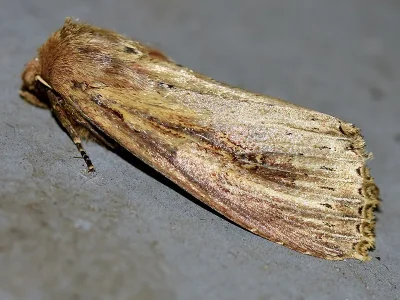 Nonagria typhae