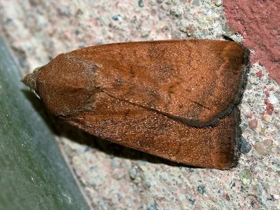Noctua interjecta