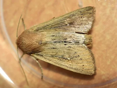 Leucania obsoleta