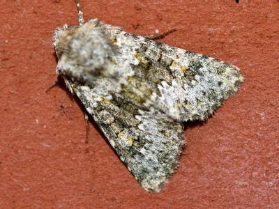 Hecatera dysodea