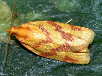 Clepsis pallidana