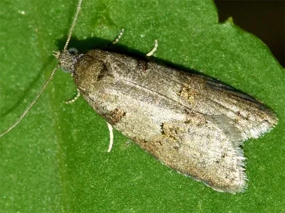 Eana (Eana) incanana