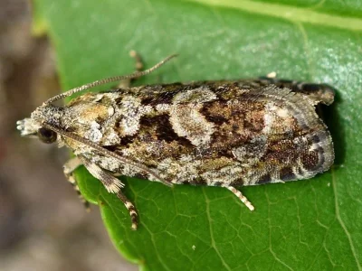 Zeiraphera isertana