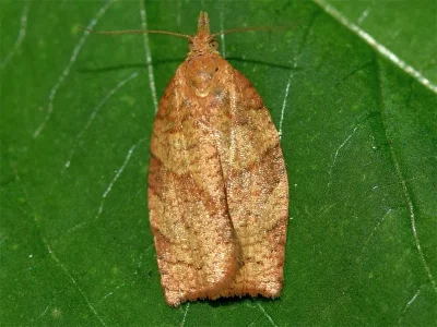 Pandemis heparana