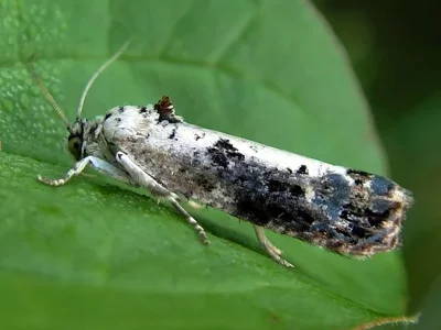 Hedya salicella