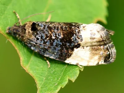 Hedya nubiferana