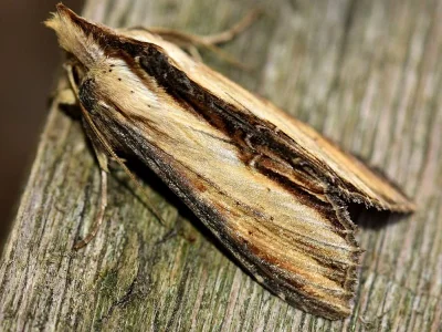 Cucullia lychnitis
