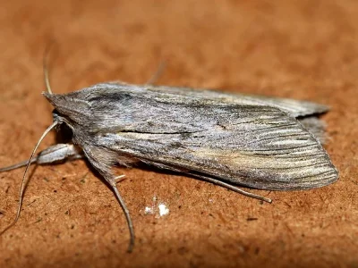 Cucullia umbratica