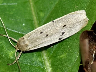 Pelosia muscerda