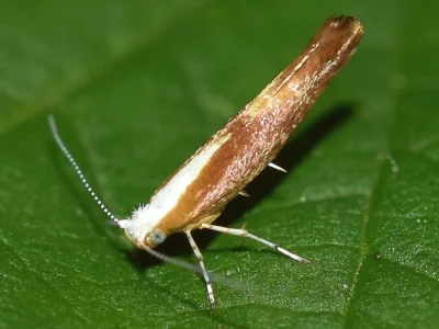 Argyresthia (Argyresthia) albistria