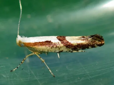 Argyresthia (Argyresthia) pruniella