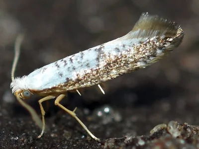 Argyresthia (Argyresthia) retinella