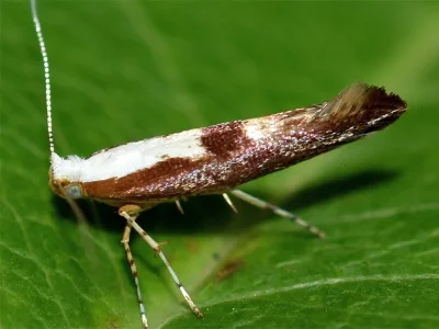 Argyresthia (Argyresthia) semifusca