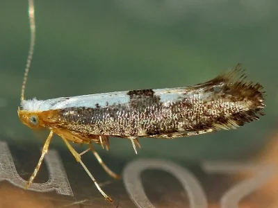 Argyresthia (Argyresthia) spinosella