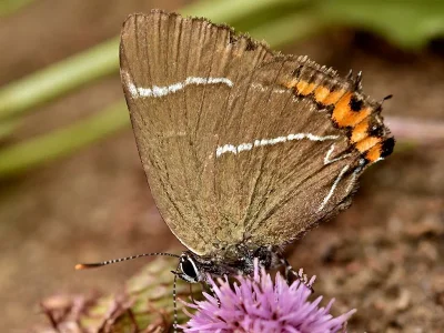 Satyrium (Strymonidia) w-album