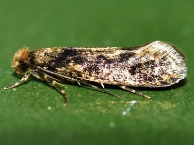 Niditinea fuscella