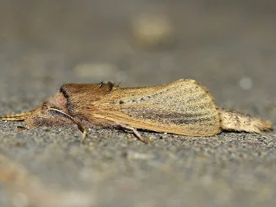 Phragmataecia castaneae
