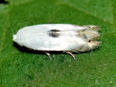 Pseudopostega auritella