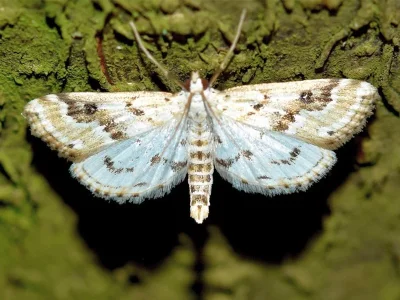 Parapoynx stratiotata