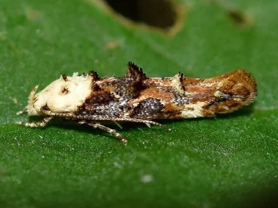 Mompha (Mompha) propinquella