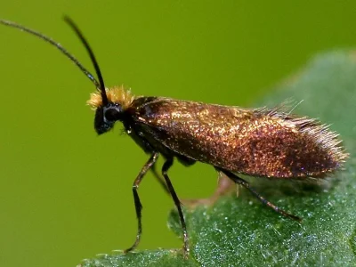 Micropterix calthella