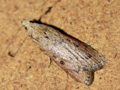 Lamoria zelleri