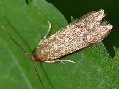 Hypatopa inunctella