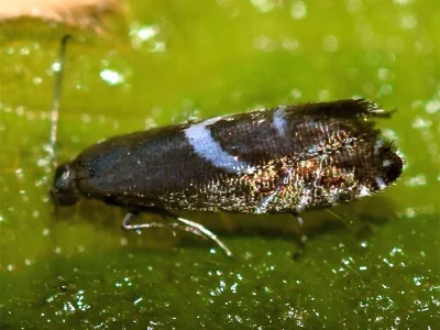 Glyphipterix forsterella