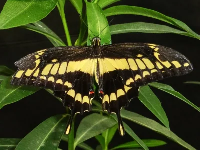 Papilio (Heraclides) thoas
