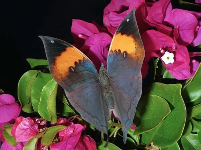 Kallima inachus