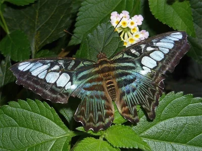 Parthenos sylvia