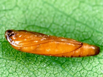 Limnaecia phragmitella