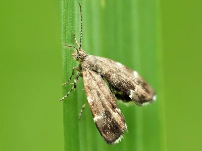 Anthophila fabriciana