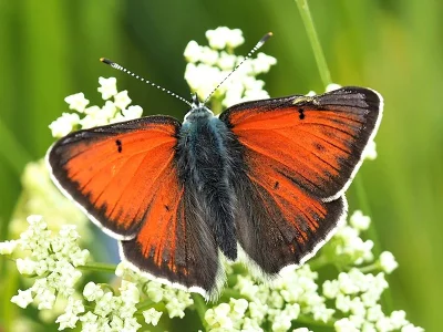 Lycaena (Heodes) hippothoe