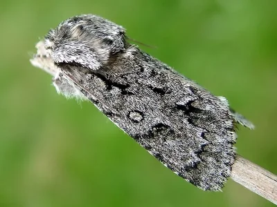 Acronicta (Viminia) auricoma