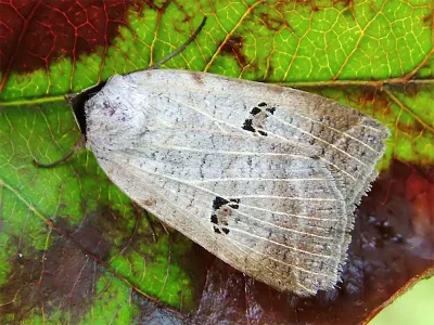 Lygephila (Lygephila) viciae