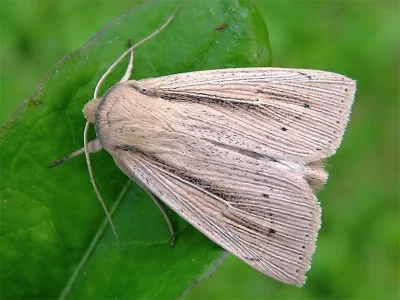Mythimna (Mythimna) straminea