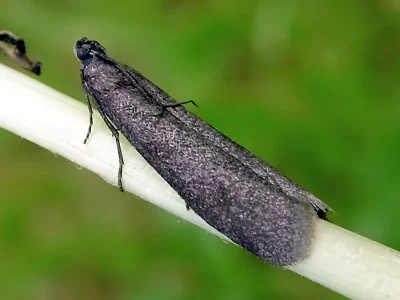 Episcythrastis tetricella