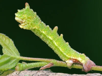 Geometra papilionaria