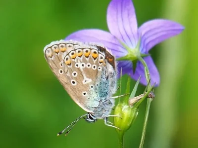 Eumedonia eumedon