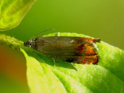 Pammene rhediella