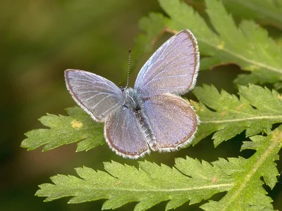 Cupido (Everes) decolorata