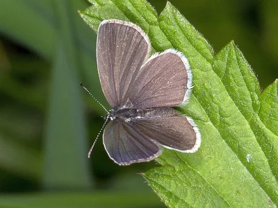 Cupido (Everes) decolorata