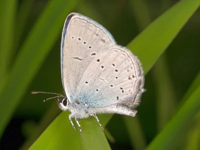 Cupido (Everes) decolorata