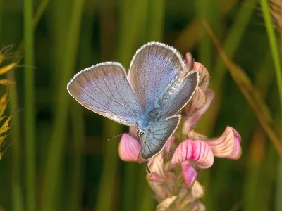 Glaucopsyche alexis